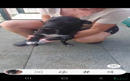 Mixed Breed dogs for adoption: Bam bam. Small 8kg female. - Image 5