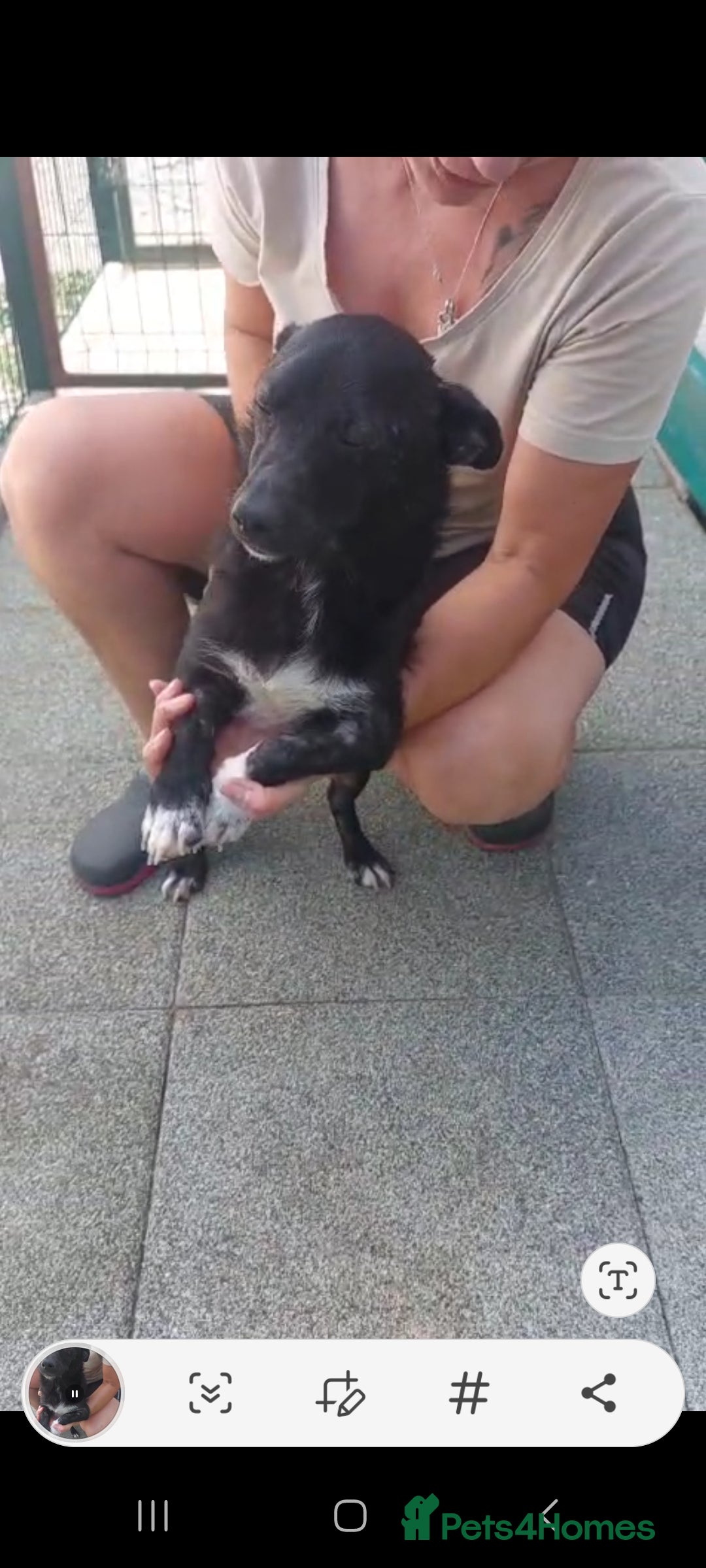 Mixed Breed dogs for adoption: Bam bam. Small 8kg female. - Image 5