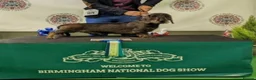 Dachshund dogs for sale: KC Standard Wire-Haired Dachs - Advert 10