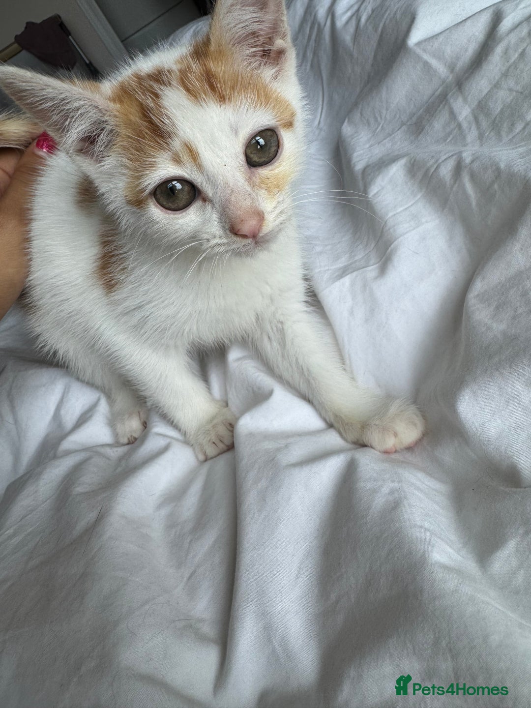 Mixed Breed cats for sale: Male female calico tortoiseshell grey kittens in Enfield - Image 4