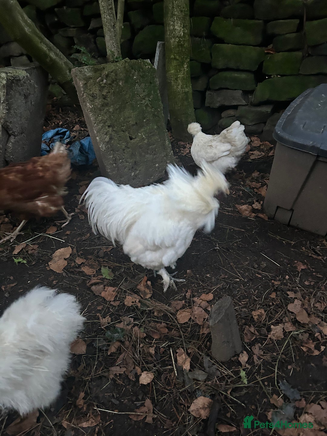 Chickens poultry for sale: Pure white silky male- proven breeder.  - Advert 12