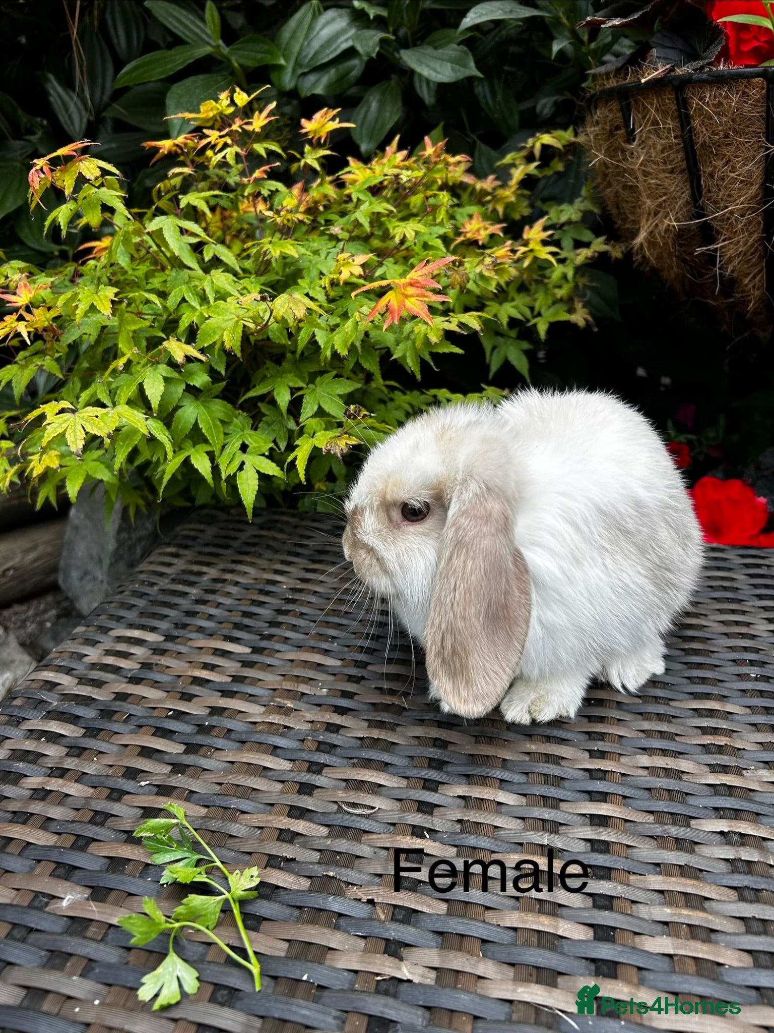 Mini Lop rabbits Stunning pure bred mini lops 1 male 1 female left  - Advert 2