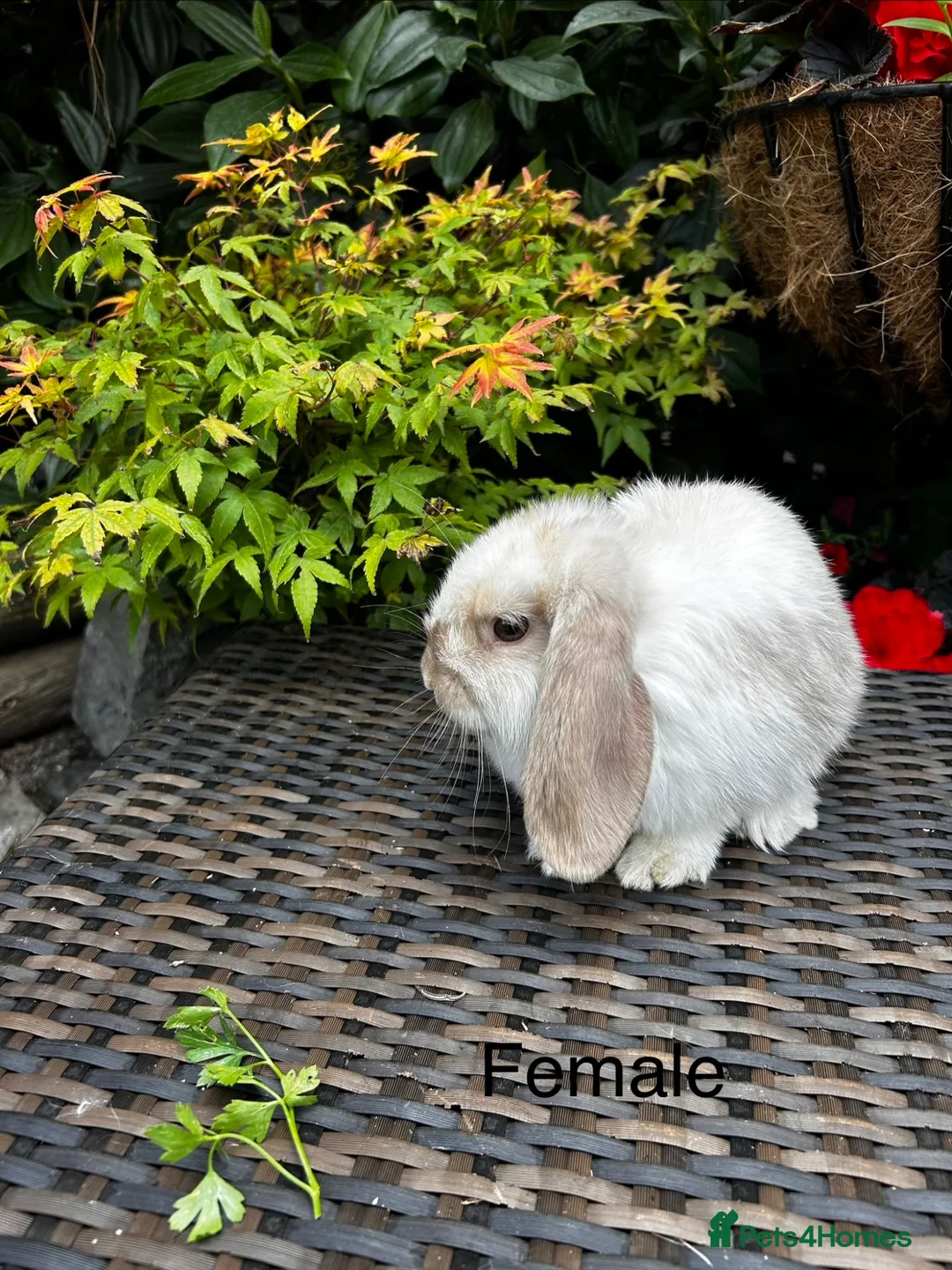 Mini Lop rabbits for sale: Stunning pure bred mini lops 1 male 1 female left  - Advert 2