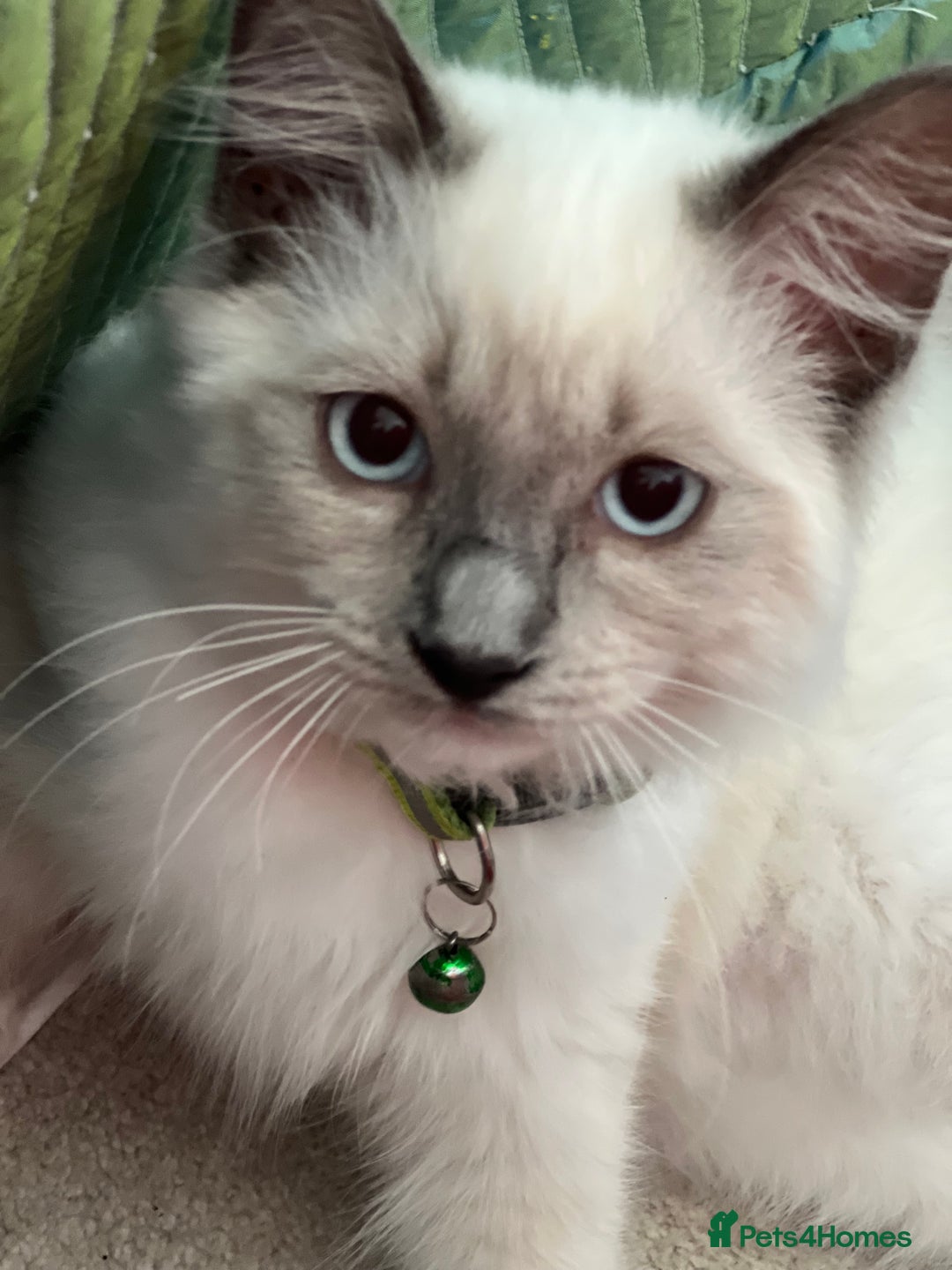 Ragdoll cats for sale: Blue mitted and bicolour ragdolls - Image 38