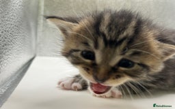 Maine Coon cats for sale: Main coon X  - Image 10