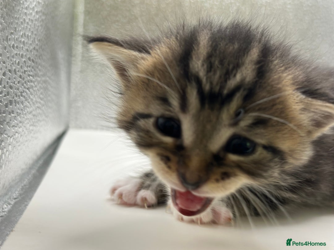 Maine Coon cats for sale: Main coon X  - Image 10