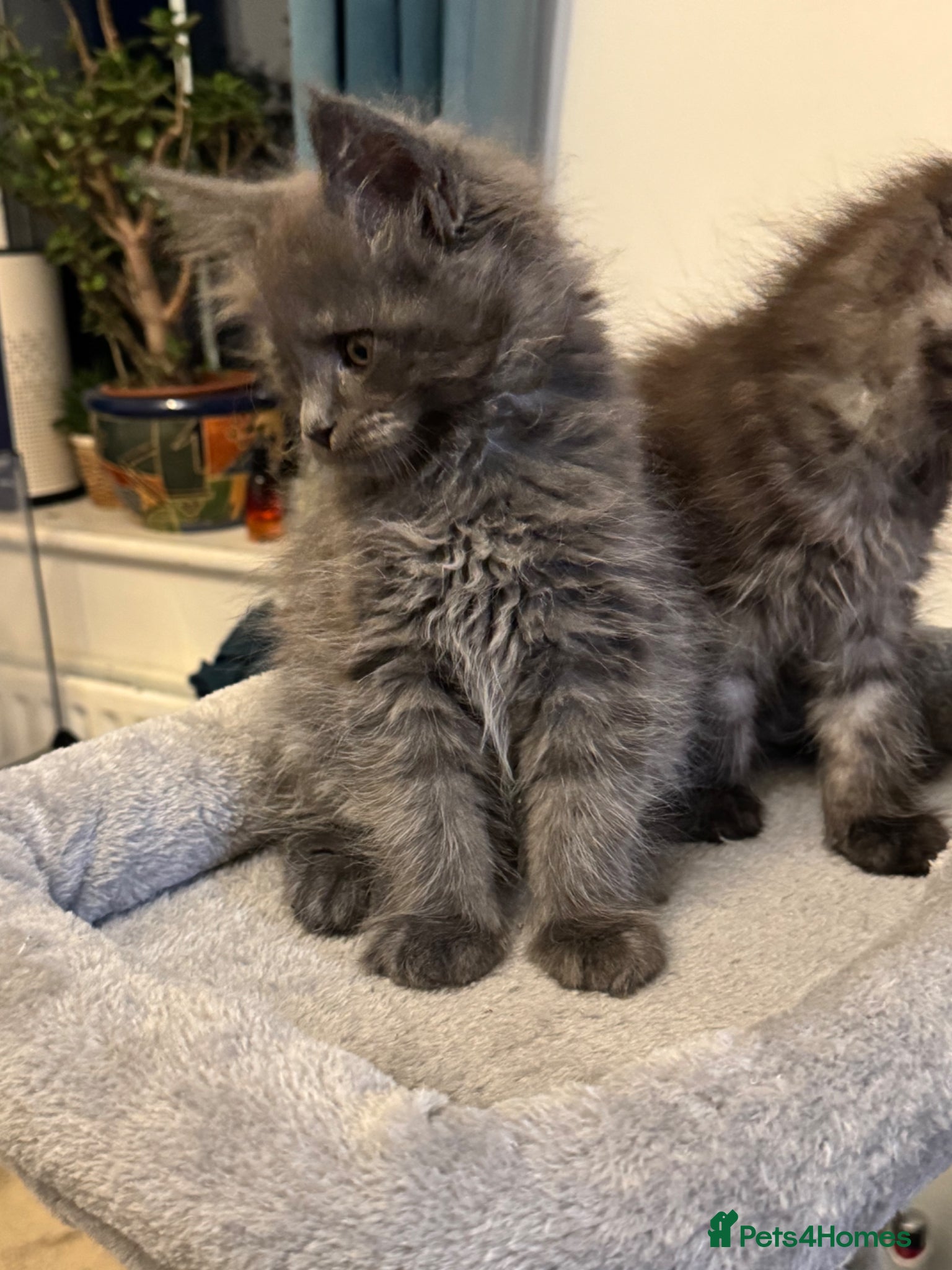 Maine Coon cats Beautiful large Maine Coon Kittens - Advert 2