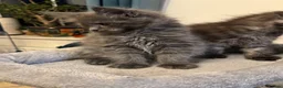 Maine Coon cats for sale: Beautiful large Maine Coon Kittens - Advert 2
