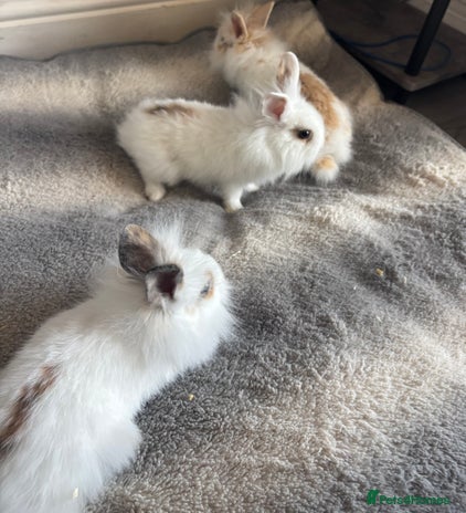 Mixed Breed rabbits - Advert 14