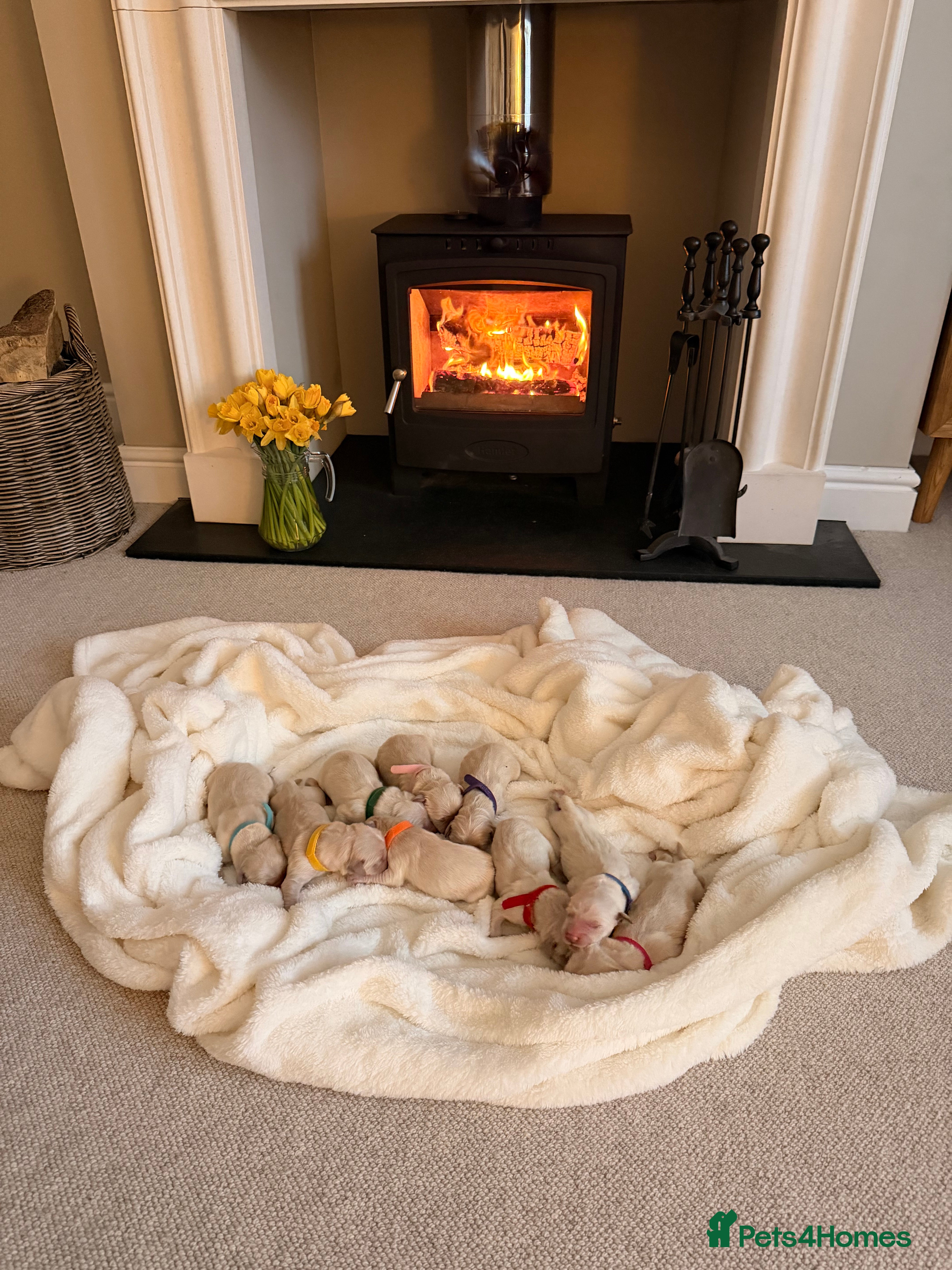 Golden Retriever dogs Golden Retriever Puppies For Sale in Ammanford - Advert 8