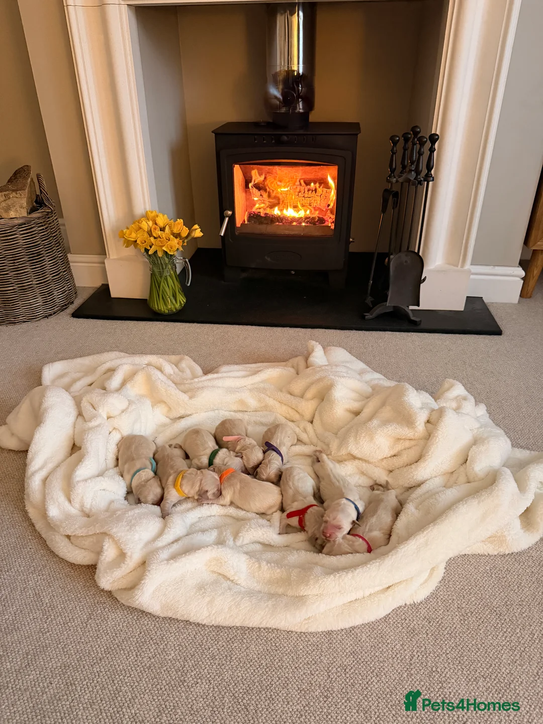 Golden Retriever dogs for sale: Golden Retriever Puppies For Sale in Ammanford - Advert 1