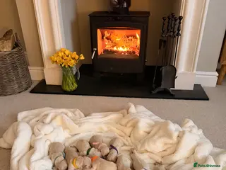 Golden Retriever dogs Golden Retriever Puppies For Sale in Ammanford - Advert 8