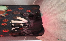 Cocker Spaniel dogs for sale: Stunning show cockers - Image 5