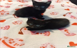 Mixed Breed cats for sale: 2 beautiful black females - Image 1