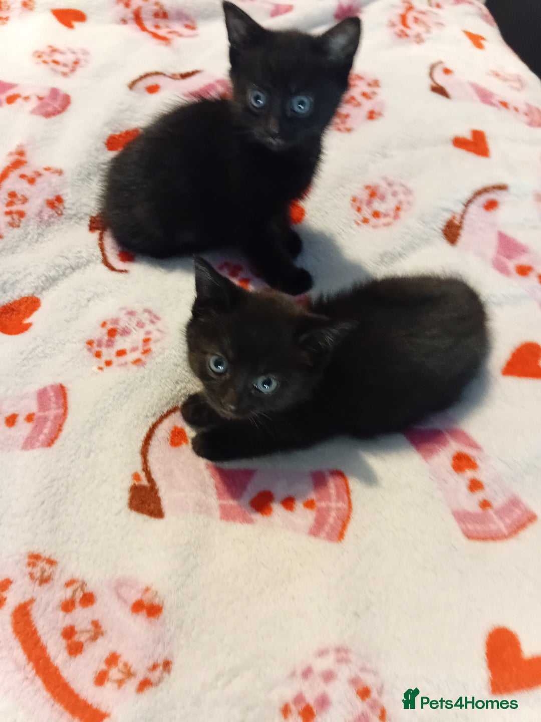 Mixed Breed cats for sale: 2 beautiful black females - Image 1
