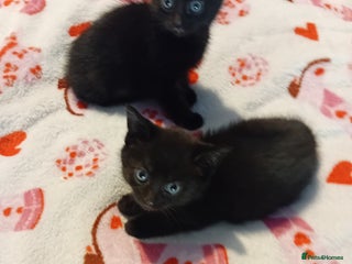 Mixed Breed cats - Advert 18