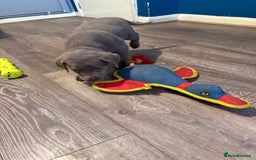 Labrador Retriever dogs for sale: Stunning silver / charcoal puppies - Image 3