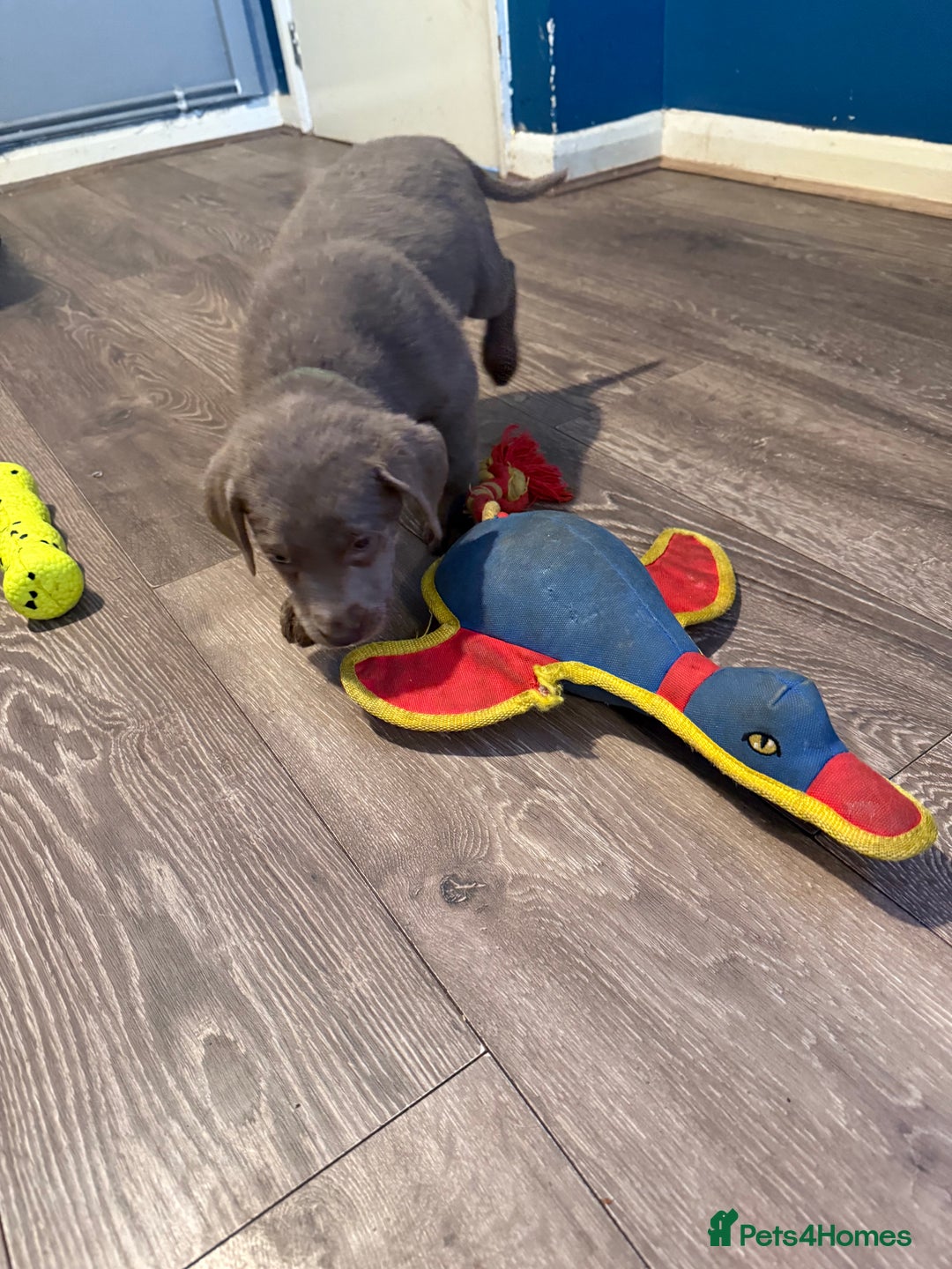 Labrador Retriever dogs for sale: Stunning silver / charcoal puppies - Image 3