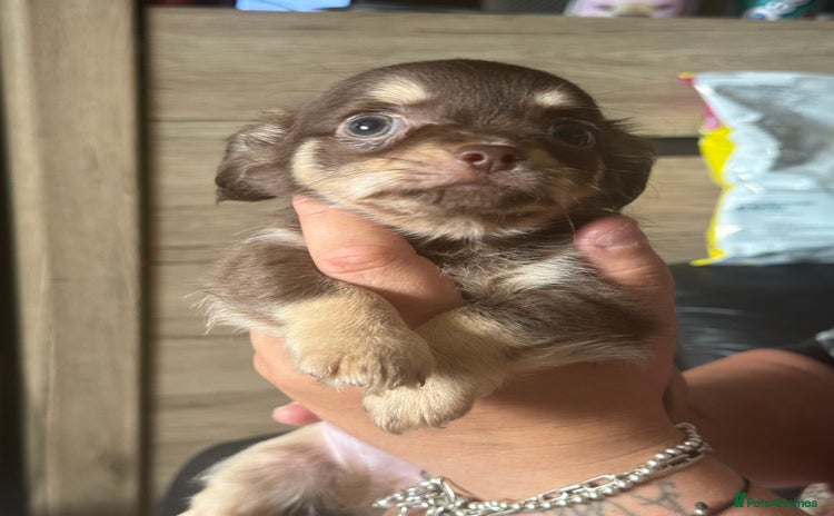 Chihuahua dogs - Advert 1