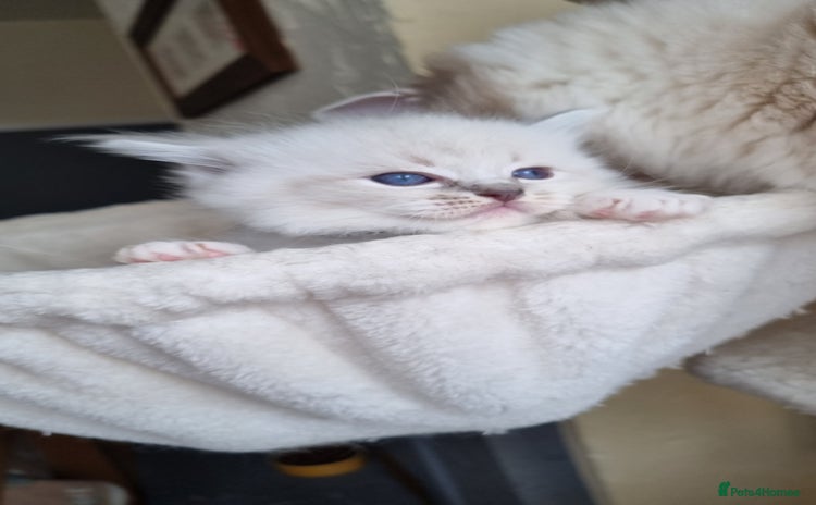 Ragdoll cats - Advert 6