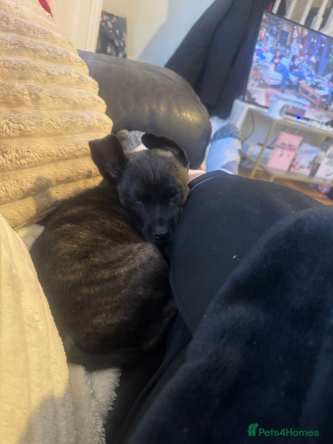 Mixed Breed dogs for sale: Belgium malinos x German shepherd - Advert 3