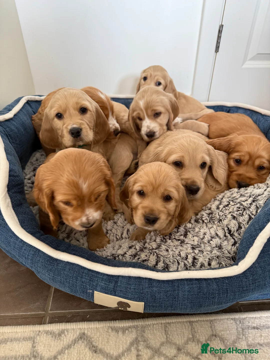 Cocker Spaniel dogs for stud: 🌟 🌟 🌟 English cocker spaniel for stud  in Hook - Advert 8