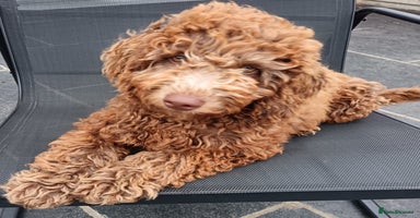 Labradoodle dogs - Advert 2