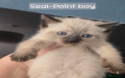 Ragdoll cats for sale: 12 half-Ragdolls (£150-£475) - Image 2