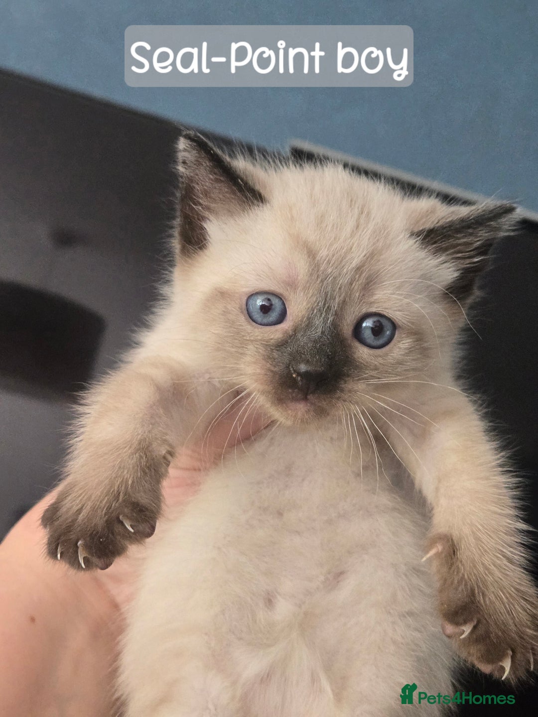 Ragdoll cats for sale: 12 half-Ragdolls (£150-£475) - Image 2