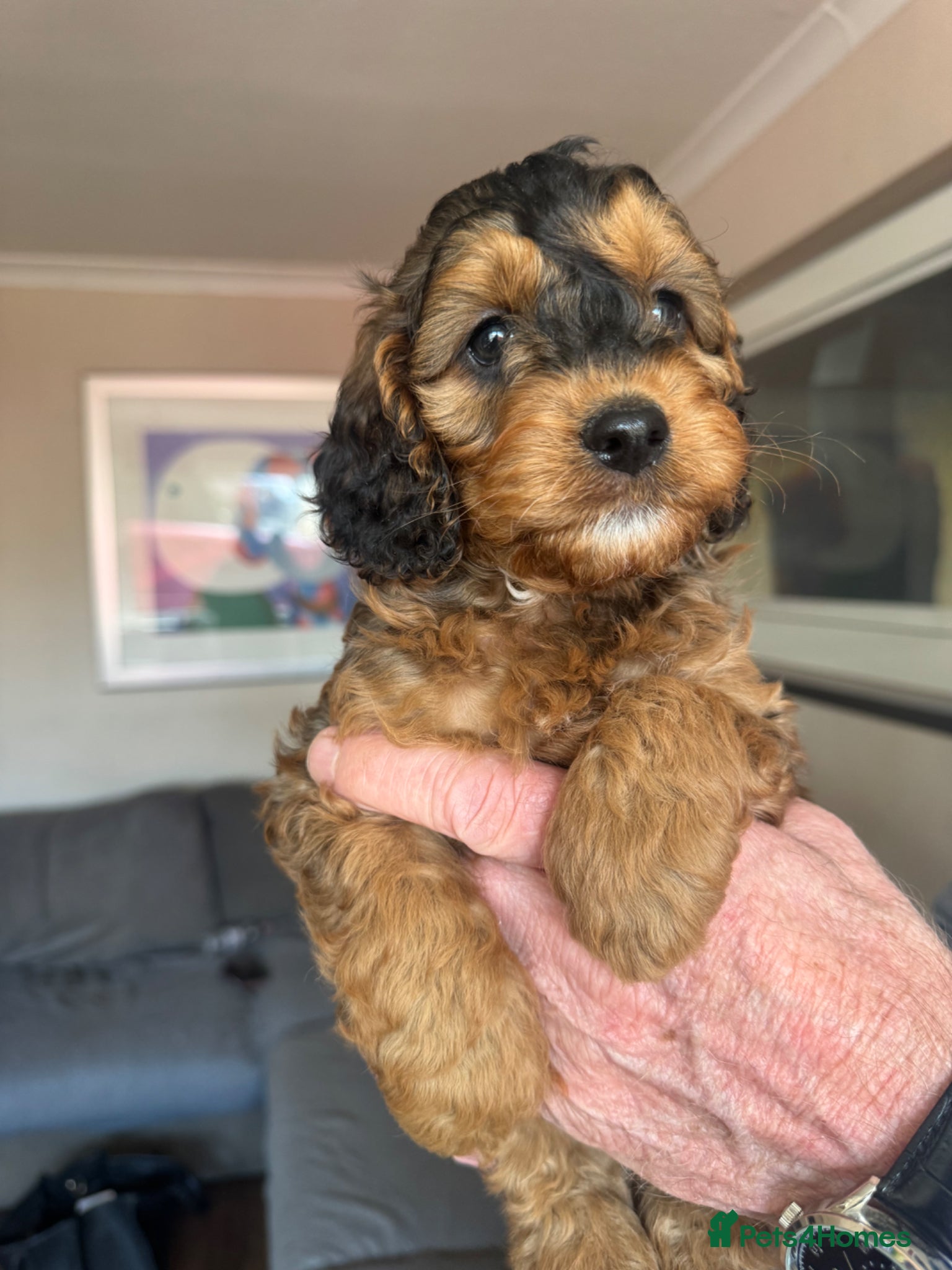 Cockapoo dogs Cockapoo Puppies - Advert 6