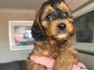 Cockapoo dogs Cockapoo Puppies - Advert 6