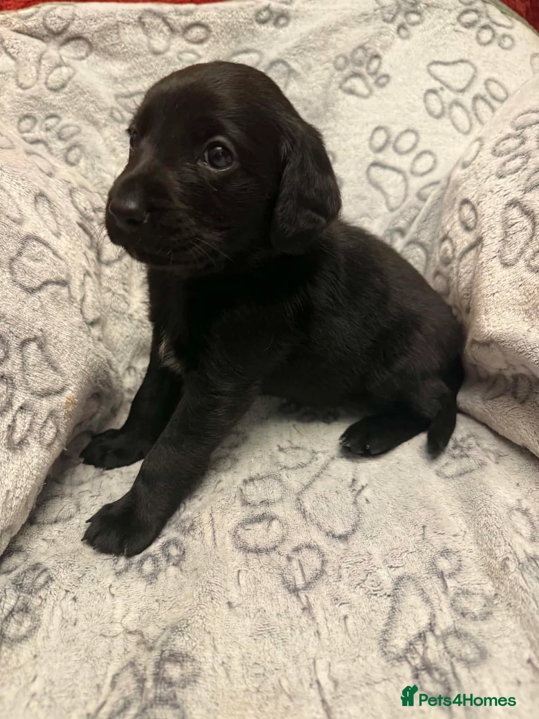 Labradoodle dogs for sale: Beautiful Labrador × Labradoodle Puppies  in Alfreton - Advert 40