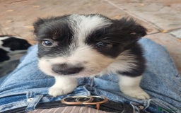 Border Collie dogs for sale: Border collie puppies with KC registered parents - Image 22