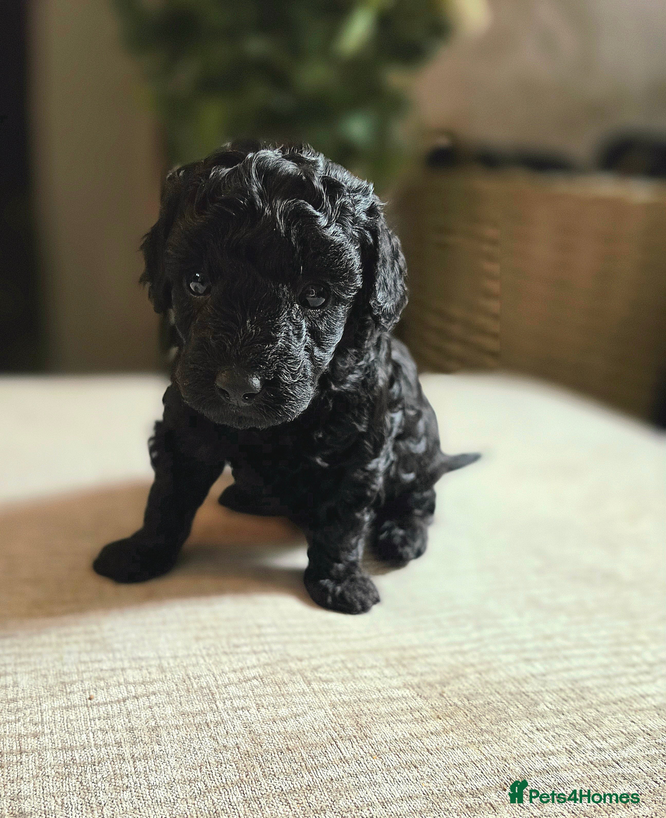Cavapoo dogs F1bb cavapoo puppies  - Advert 2