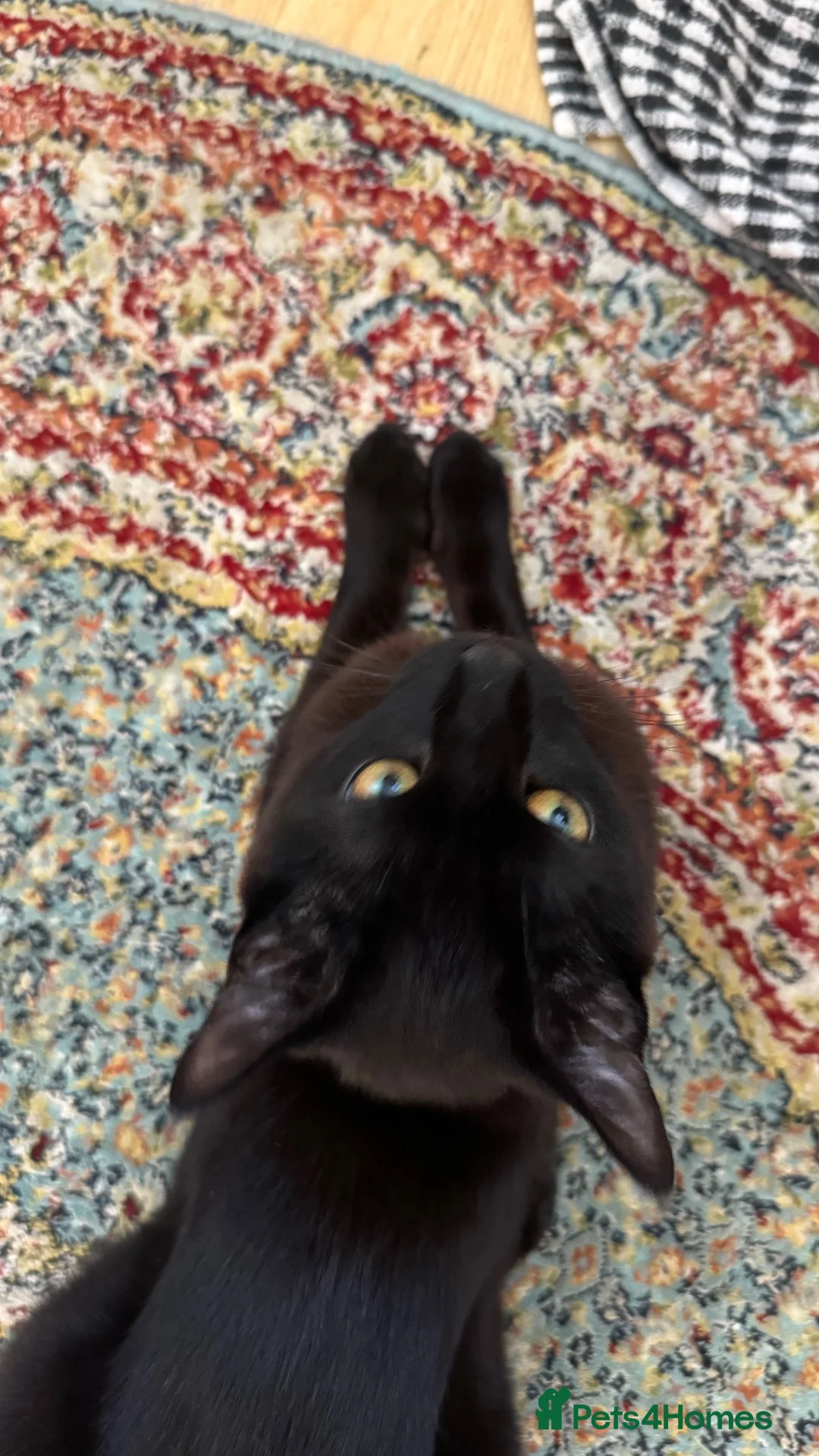 Bombay cats for sale: Leo       in Reading - Advert 1