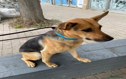 Mixed Breed dogs for adoption: Stunning Alfonz ready for love - Image 13