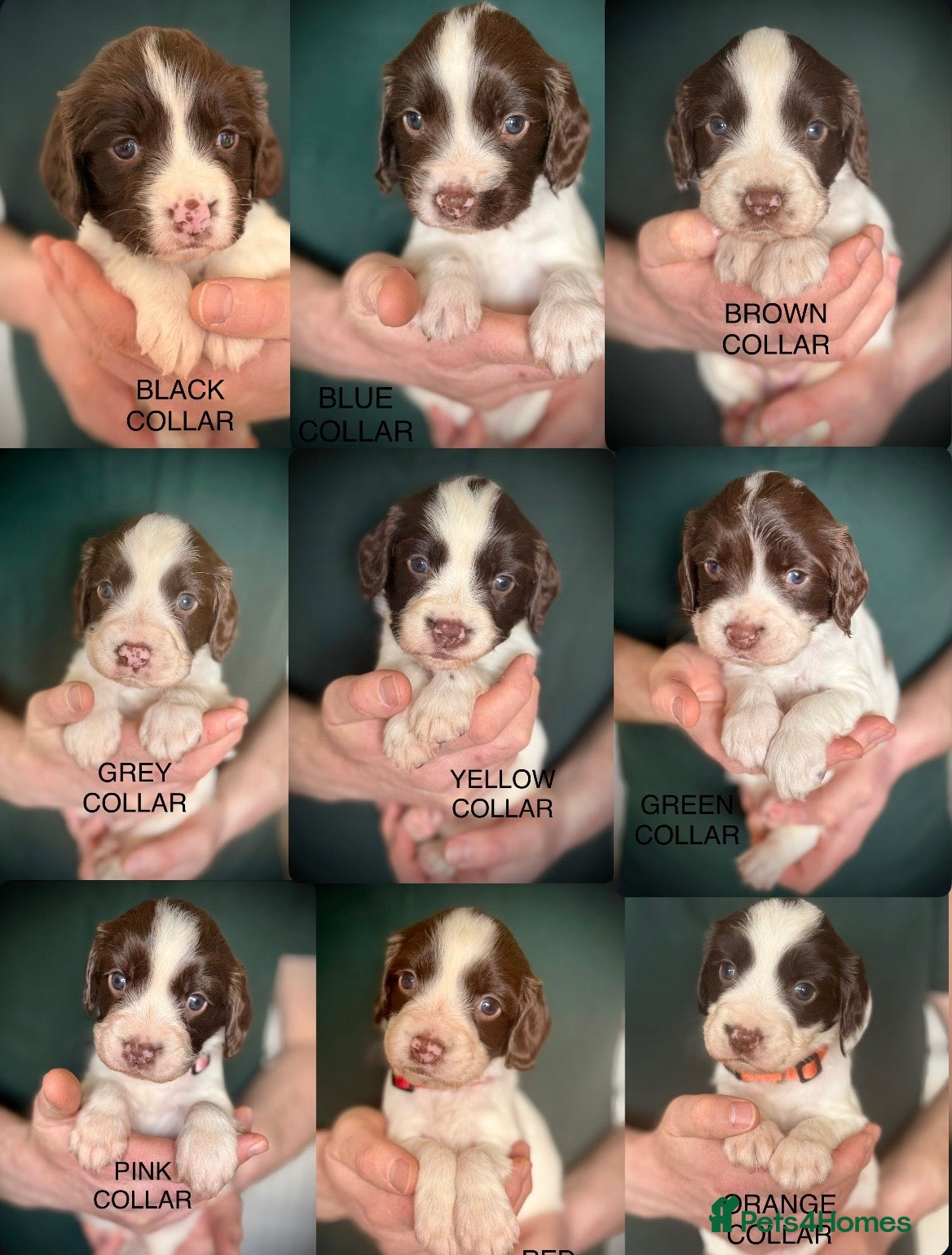 English Springer Spaniel dogs KC registered English Springer Spaniels - Advert 1