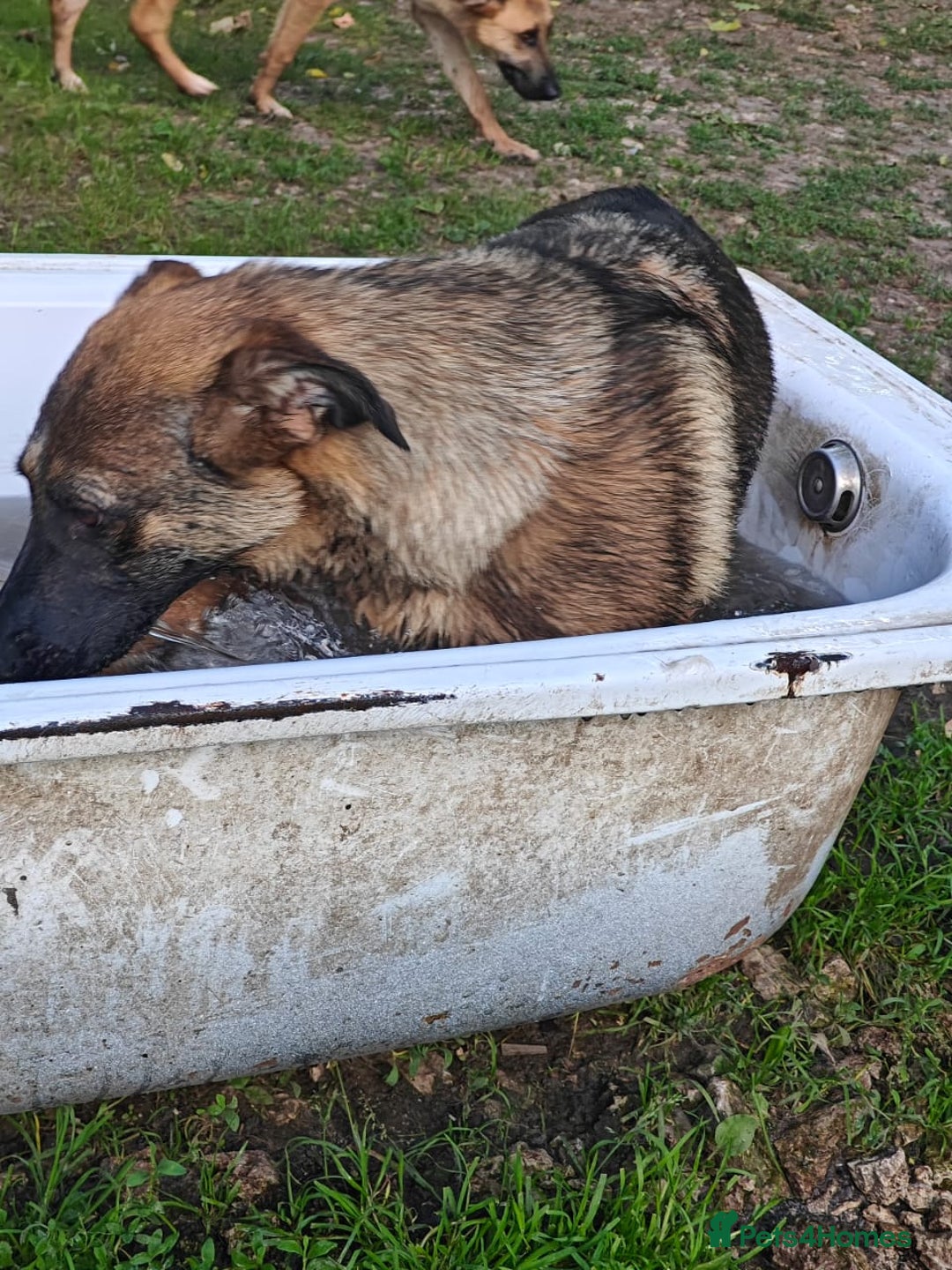 Mixed Breed dogs for adoption: 💖🐶 MOTI 🐶💖 - Image 3