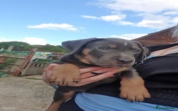 American Bull Staffy dogs for sale: 4 BEAUTIFUL PUPPIES - Image 6