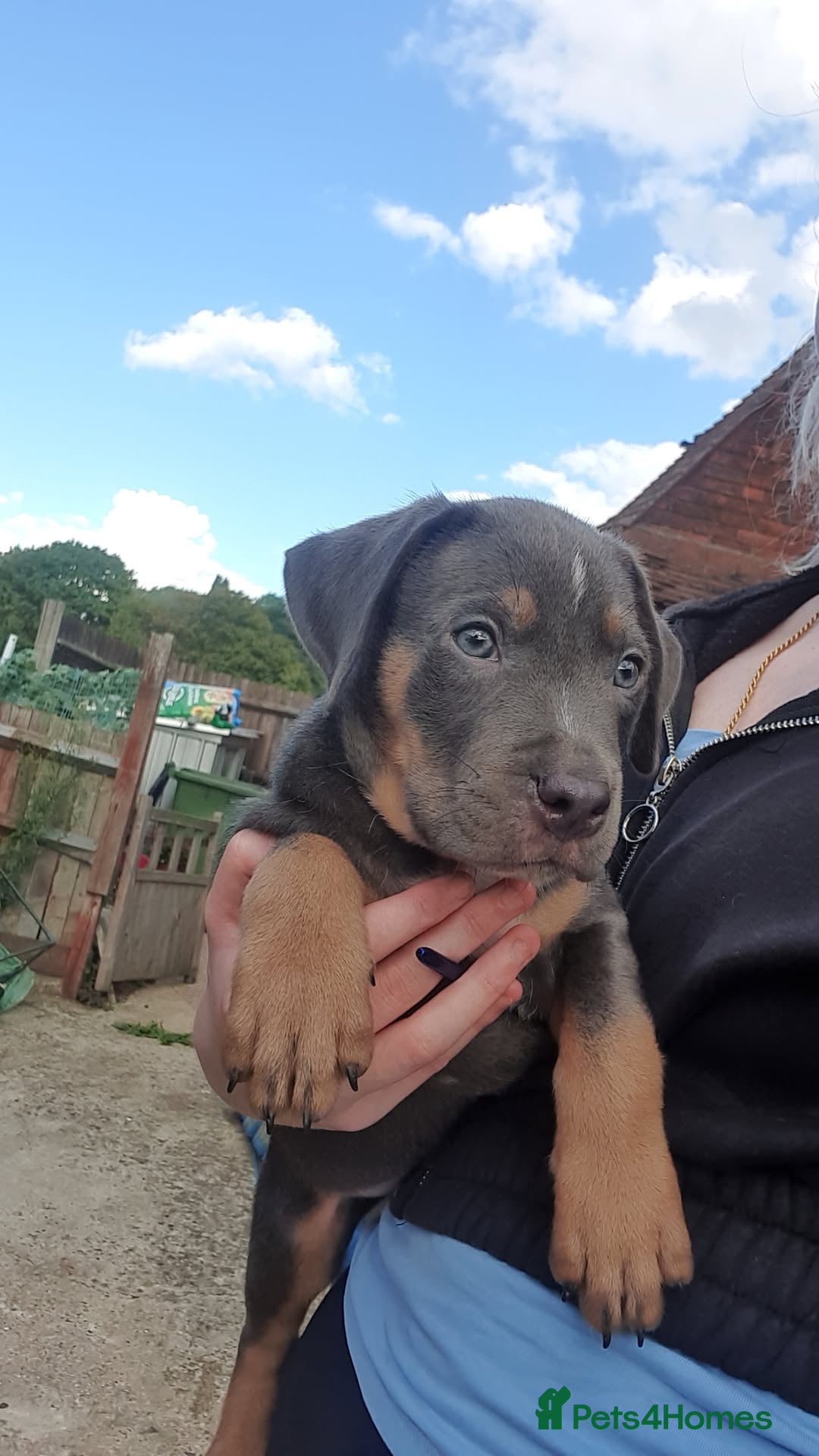 American Bull Staffy dogs for sale: 4 BEAUTIFUL PUPPIES - Image 6