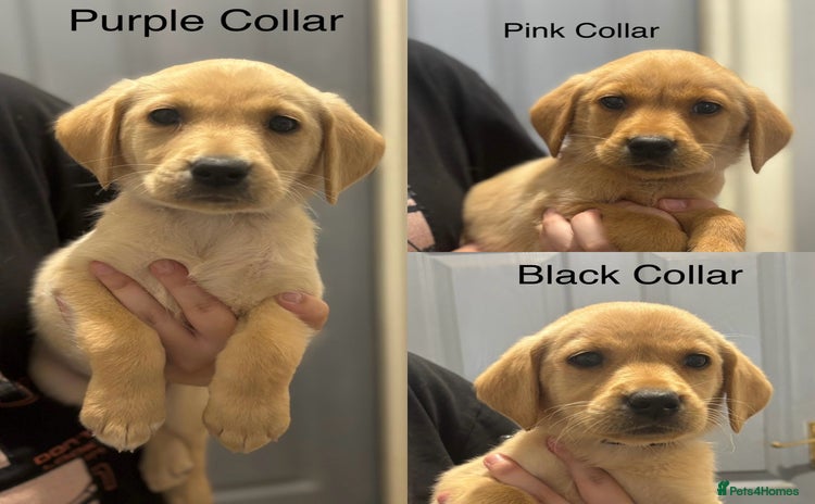 Labrador Retriever dogs - Advert 2