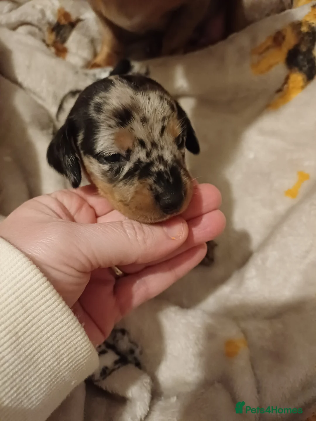 Dachshund dogs for sale: For sale miniature dachshund puppies  - Advert 5