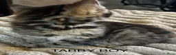 Mixed Breed cats for sale: Bengal cross Kittens for sale inc White/ Cream in Petworth - Advert 19