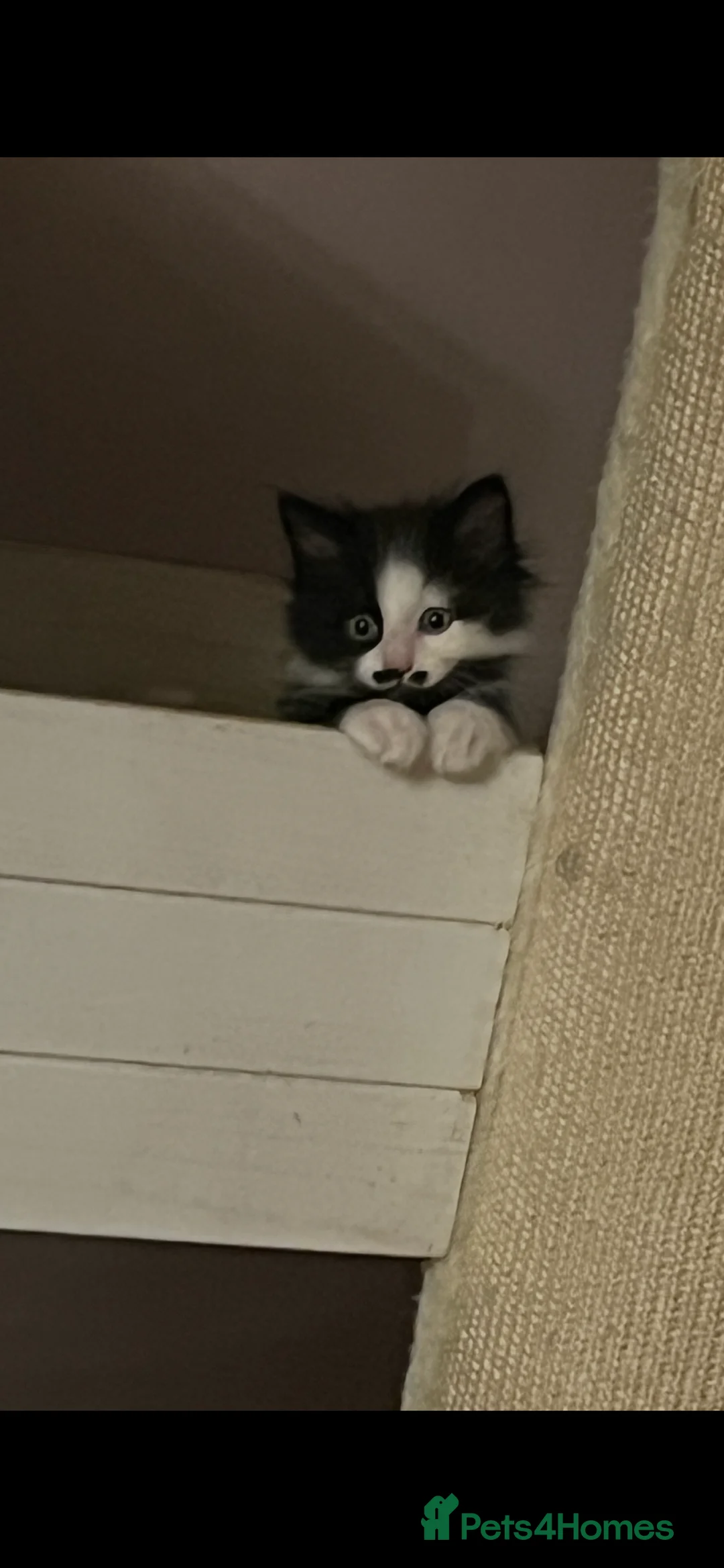 Mixed Breed cats for sale: Mr Moustache 🥸🥰beautiful long haired boy ❤️ - Advert 6