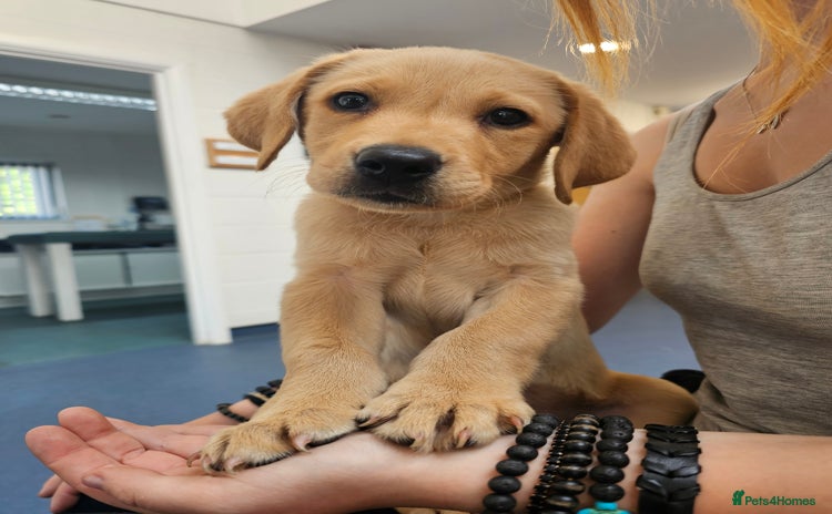 Labrador Retriever dogs - Advert 5