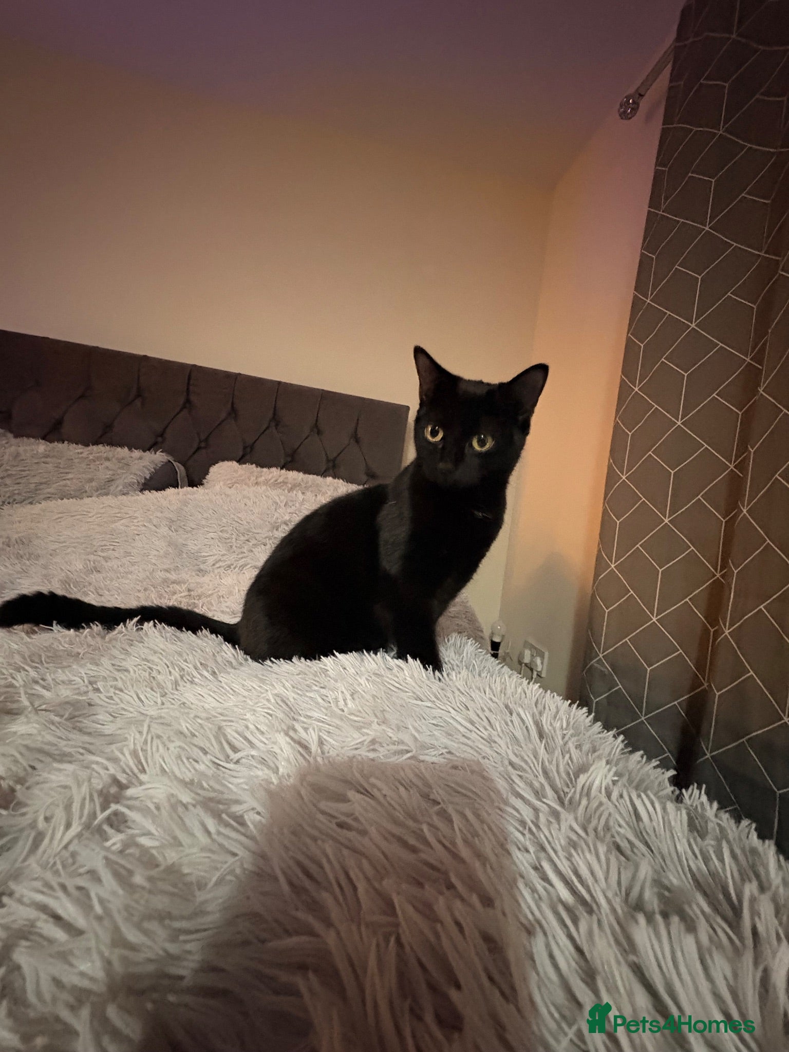Domestic Shorthair cats Beautiful kittens nearly ready for a new home - Advert 7