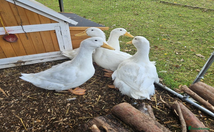 Ducks poultry - Advert 12