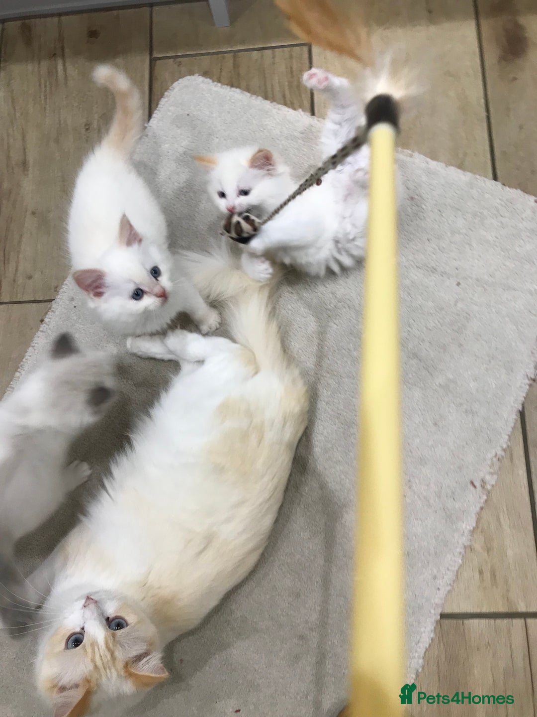 Ragdoll cats for sale: Beautiful Flame/ Cream Ragdoll kittens - Advert 17
