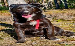 Border Collie dogs for adoption: Matilda’s Story: Found Hours Before Death - Image 3