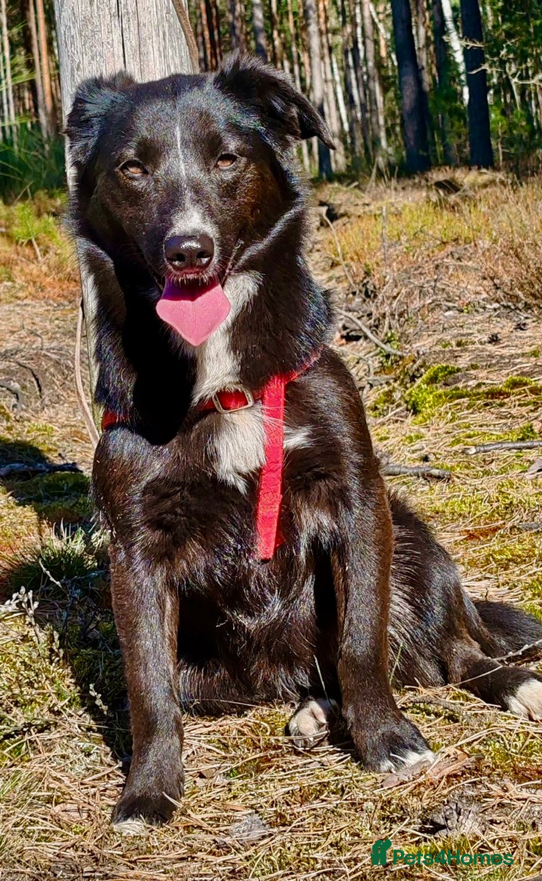 Border Collie dogs for adoption: Matilda’s Story: Found Hours Before Death - Image 3